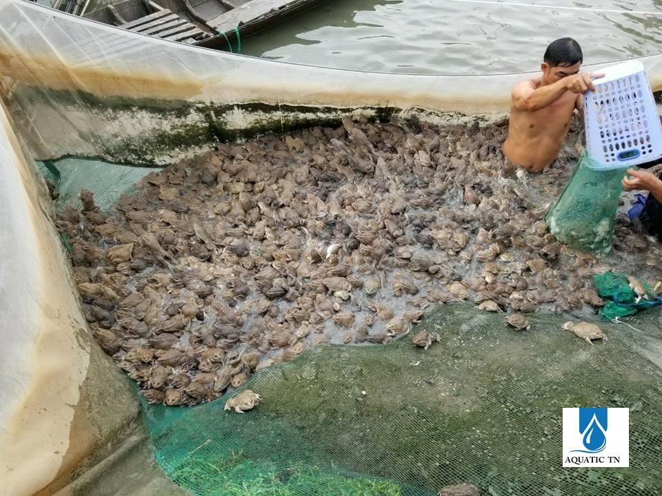 thị trường ếch thị sôi động