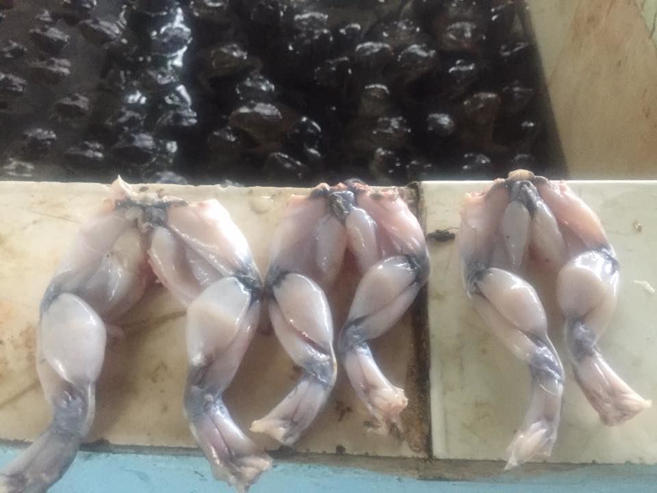 cung cấp ếch thịt cho nhà hàng cung cấp ếch thịt cho nhà hàng