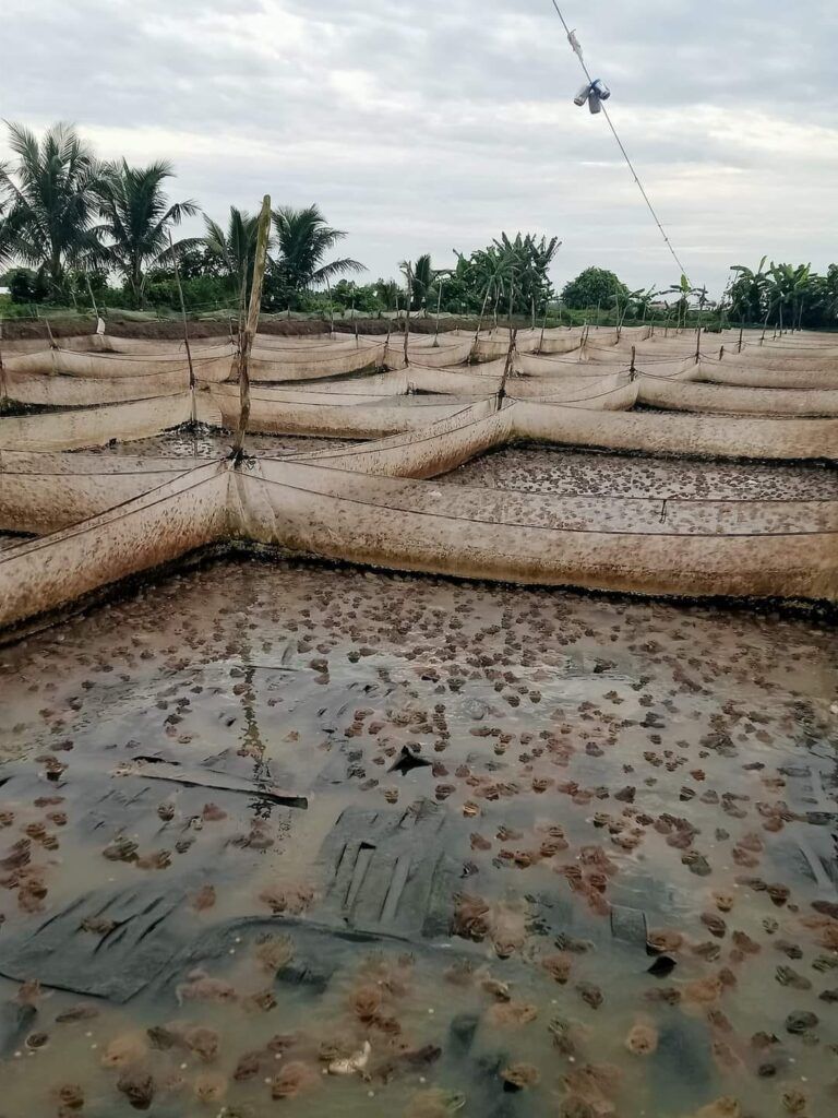 vựa ếch của một trong số những khách hàng chúng tôi