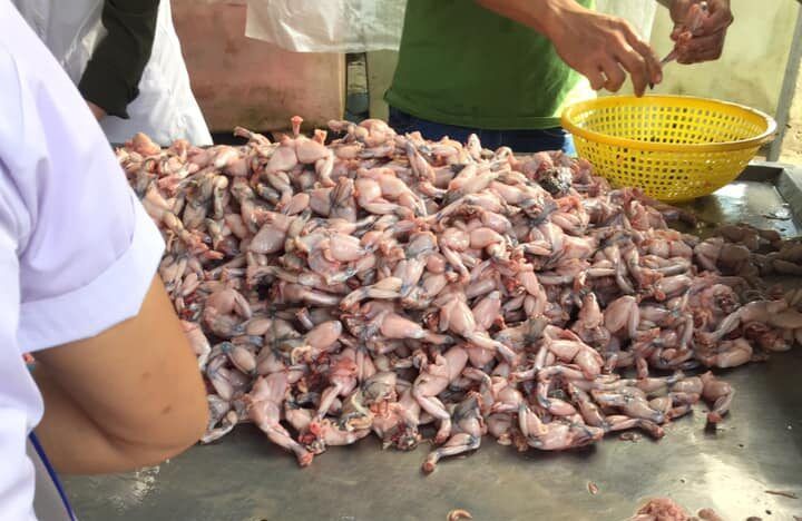 cung cấp ếch thịt xuất khẩu cung cấp ếch thịt xuất khẩu